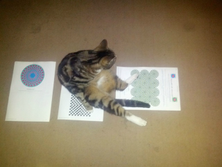Illustration for article titled Can animals see optical illusions? Kitty says YES.